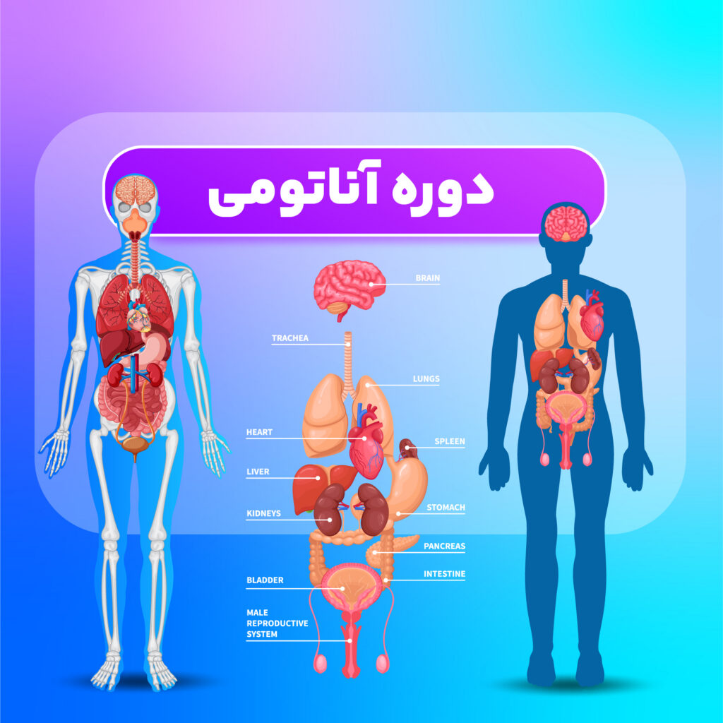 دوره آناتومی ترکیه
