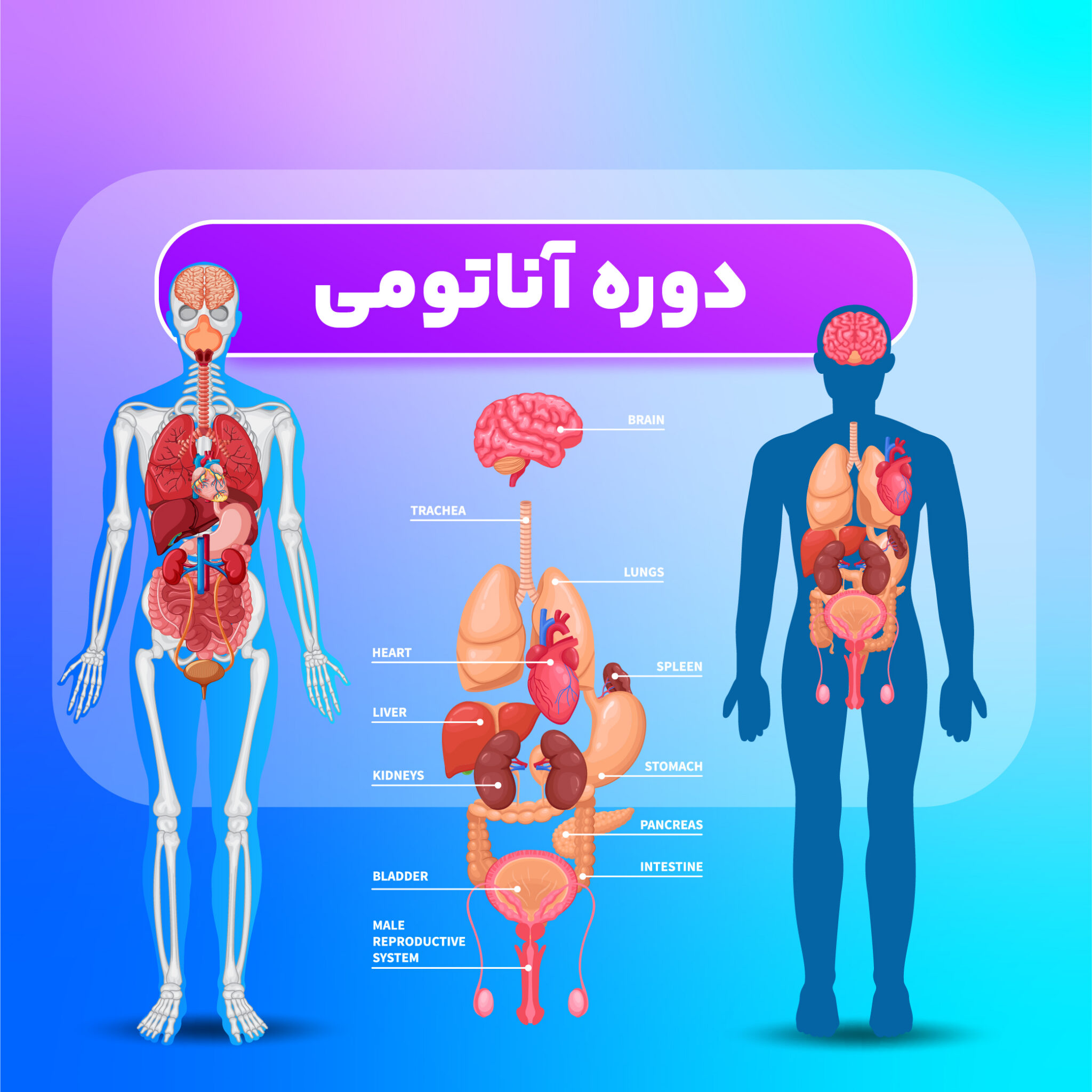 دوره آناتومی ترکیه